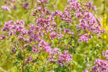 Vahşi marjoram çiçekleri (Origanum vulgare) bir yaz çayırında çiçek açarlar. Doğal çiçek geçmişi var. Makro çekim