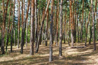 Uzun, düz ağaç gövdeleri ve dağınık çalılıkları olan güneşli bir çam ormanı. Açık hava orman fotoğrafçılığı. Doğal çevre ve ormancılık kavramı.