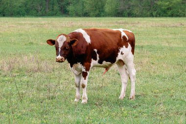 A young bull with erect penis stands in a green field, displaying natural rural behavior.