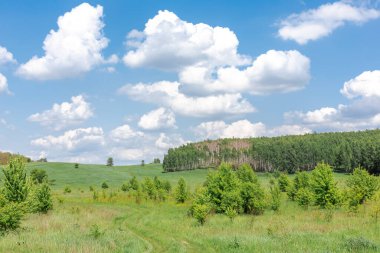 A lush green meadow with scattered trees and a forest in the background under a bright blue sky with fluffy clouds. clipart