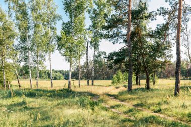 Açık mavi gökyüzünün altında huş ağacı ve çam ağaçları olan manzaralı bir yaz çayırı. Doğal çim ve orman arka planına sahip manzara fotoğrafçılığı. Tasarım ve baskı için açık doğa kavramı