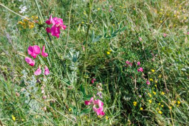 Canlı pembe bezelye (Lathyrus latifolius) çiçekleri, yeşil yapraklar ve tohum kabukları ile güneşli bir çayırda çiçek açar..