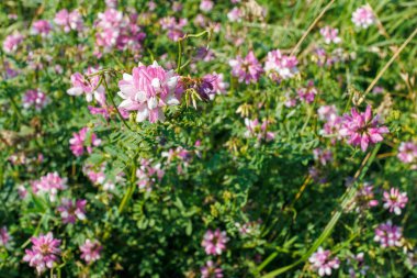 Close-up of pink and white Securigera varia flowers growing in a green meadow. Natural floral background with wild plants. Summer and spring season concept. Design for wallpaper, greeting card, and poster. clipart