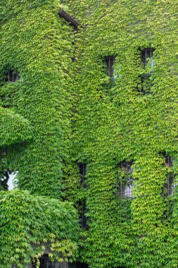 Bina cephesi neredeyse tamamen yoğun yeşil sarmaşıklarla kaplıydı. Pencereleri kalın yaprakların arasından zar zor görülebiliyordu. Doğal bir görünüm yaratıyordu..
