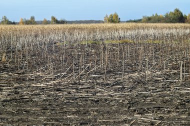 Ayçiçeği kalıntıları, arka planda bir ormanla birlikte hasattan sonra bir tarlada toplanır. Tarım arazisi. Ekin ve tarım kavramı. Poster, duvar kağıdı, arkaplan veya başlık için tasarım.