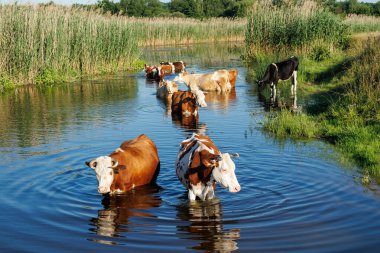 Bir grup inek, yemyeşil ve uzun otlarla çevrili kırsal bir arazide sığ bir su kütlesinde yürüyor..