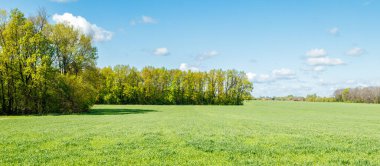 Yeşil tarla, ufukta orman, beyaz bulutlu mavi gökyüzü. Doğa soyut arkaplan.