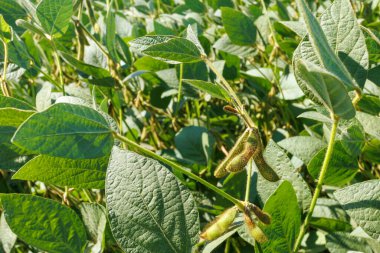 Yeşil sarı tüylü soya fasulyesi kabukları soya fasulyesi tarlasında olgunlaşır, yakın plan. Yeşil fasulye tarlasına yakın çekim. Tarlada soya fasulyesi hasadı. Cömert hasat kavramı