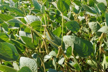 Yeşil sarı tüylü soya fasulyesi kabukları soya fasulyesi tarlasında olgunlaşır, yakın plan. Yeşil fasulye tarlasına yakın çekim. Tarlada soya fasulyesi hasadı. Cömert hasat kavramı