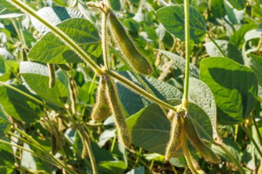 Yeşil sarı tüylü soya fasulyesi kabukları soya fasulyesi tarlasında olgunlaşır, yakın plan. Yeşil fasulye tarlasına yakın çekim. Tarlada soya fasulyesi hasadı. Cömert hasat kavramı