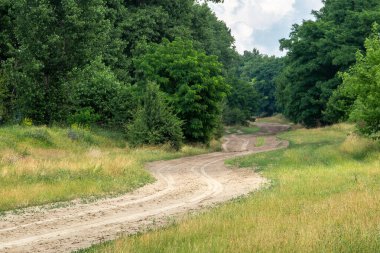 Dolambaçlı toprak bir yol, sık, yeşil bir ormanda uzun ağaçlar ve çimenli tarlalar arasında dolaşır ve huzurlu bir kırsal alan yaratır..