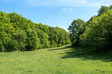 Üzerinde açık mavi gökyüzü olan yemyeşil ağaçlarla çevrili huzurlu bir çayır, sakin bir doğal manzara yaratıyor..