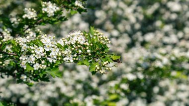 Doğada yemyeşil yapraklarla çevrili, narin beyaz çiçeklerle kaplı bir dikenli ağaç dalına yakın plan..