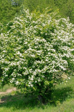 Bereketli bir Hawthorn ağacı Crataegus monogyna tam çiçek açmış..