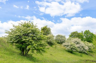 Beyaz çiçeklerle kaplı Hawthorn Crataegus monogyna ağaçları yeşil bir yamaçta yumuşak bulutlu mavi bir gökyüzüne karşı