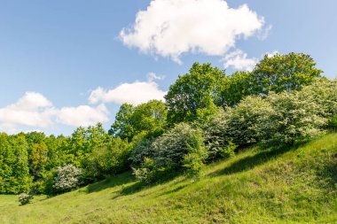 Bereketli Crataegus monogyna ağaçlarıyla dolu bahar manzarası bir tepe yamacında güneşle yıkanmış berrak bir gökyüzünün altında.