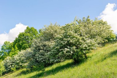 Beyaz çiçeklerle kaplı Hawthorn Crataegus monogyna ağaçları yeşil bir yamaçta yumuşak bulutlu mavi bir gökyüzüne karşı