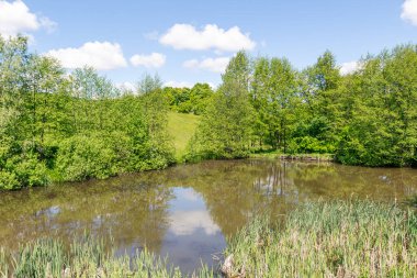 Ağaçları yansıtan huzurlu bir gölet ve güneşli bir günde, yemyeşil bitki örtüsüyle çevrili mavi bir gökyüzü..