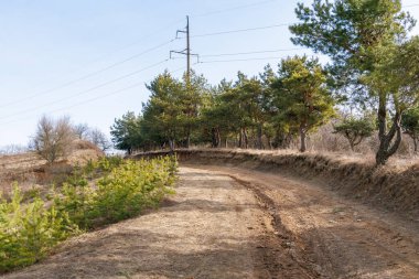 Kırsal bir çam ormanından geçen dolambaçlı toprak bir yol açık mavi gökyüzü ve elektrik hatlarının altındaki genç ve olgun ağaçlarla birlikte..