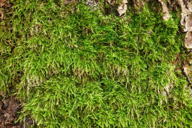 Ağacın kabuğunu kaplayan yemyeşil yosunların detaylı görüntüleri doğal dokuyu, organik yapıyı ve orman gelişimini gözler önüne seriyor..