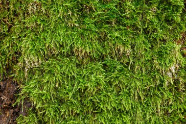 Ağacın kabuğunu kaplayan yemyeşil yosunların detaylı görüntüleri doğal dokuyu, organik yapıyı ve orman gelişimini gözler önüne seriyor..