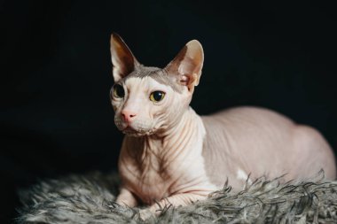 Kılsız, yeşil gözlü bir Sphynx kedisi tüylü bir kürk battaniyesinin üzerine uzanmış, koyu bir arka plana dikkatle bakıyor..