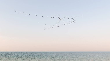 Bir kuş sürüsü, durgun denizin üzerinde pastel bir gökyüzüne karşı süzülür ve sakin ve resimli bir doğa sahnesi yaratır..