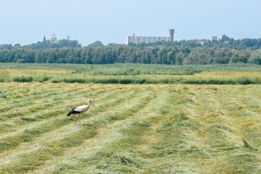 Leylekler saman balyaları ve açık bir gökyüzünün altındaki uzak bir şehir manzarasıyla yeni kesilmiş bir samanlıkta yürür.