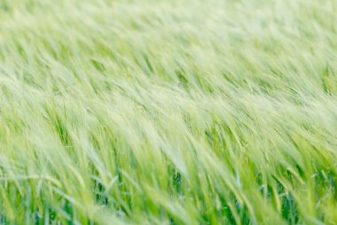 Dalları rüzgarda sallanan yemyeşil bir arpa tarlası, dingin ve doğal bir tarım alanı yaratıyor..