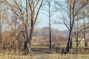 Kuru bir orman manzarasında kömürleşmiş ağaçlar yakın zamandaki bir orman yangınının belirtilerini gösteriyor. Çorak zemin ve yanmış şortlar çevresel hasarı vurgular..