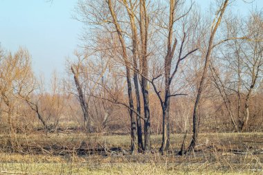 Kuru bir orman manzarasında kömürleşmiş ağaçlar yakın zamandaki bir orman yangınının belirtilerini gösteriyor. Çorak zemin ve yanmış şortlar çevresel hasarı vurgular..