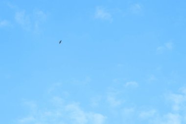 Blue sky background and white clouds soft focus, pastel sky. A bird of prey in the sky.
