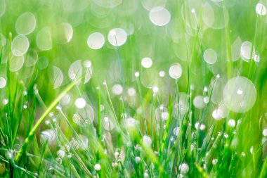 Sabah çiğ taneleriyle kaplanmış canlı yeşil çimenlerin yakın çekimi, güzel bokeh ışık efektleriyle, taze ve rüya gibi bir atmosfer yaratıyor..