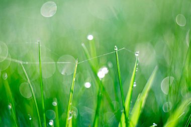 Narin çiğ damlaları ve rüya gibi bir arka planı olan taze yeşil çimenlerin yakın çekimi dingin ve ferahlatıcı bir atmosfer yaratıyor..