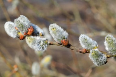 Tomurcuklanan bir dalda söğüt çiçeğinin detaylı görüntüsü, yumuşak, gümüşi beyaz saçlardan çıkan sarı polenler..