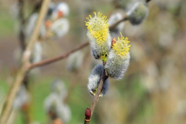 Keçi söğüdü (Salix caprea) makro çekimi ince, yumuşak sarı çiçeklerle kaplı kedi derileri, bulanık bir arka plan üzerine kurulmuş.