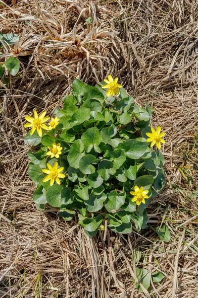 Bahar darı ya da daha az celandin olarak da bilinen Ficaria verna kümesi, canlı sarı çiçekler ve kurumuş çimenler arasında yeşil yapraklar.