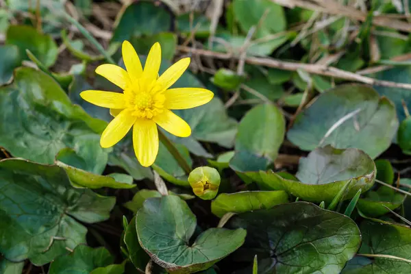 Parlak yeşil yapraklarla çevrili, daha az celandin olarak da bilinen parlak sarı Ficaria verna çiçeğinin detaylı bir yakın çekimi..