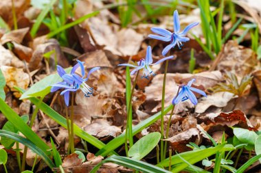 Sibirya Squill 'i (Scilla Siberica) yeşil yapraklar ve kuru yapraklar arasında açan canlı mavi çiçeklerle, baharın erken gelişini simgeliyor.