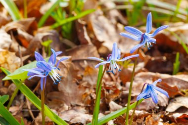 Taze yeşillik ve dökülen yapraklarla çevrili, orman zemininden çıkan narin mavi Scilla Siberica çiçekleri.