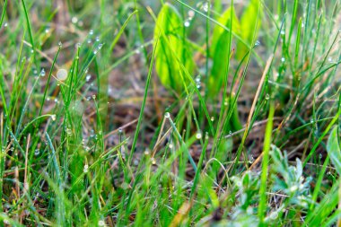 Canlı yeşil çimenlerin yakın çekim küçük sabah çiğ damlaları ile kaplı, parlak yansımaları ile taze ve doğal bir sahne oluşturur.
