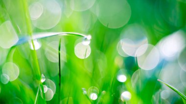 Sabah çiğ taneleriyle kaplanmış canlı yeşil çimenlerin yakın çekimi, güzel bokeh ışık efektleriyle, taze ve rüya gibi bir atmosfer yaratıyor..