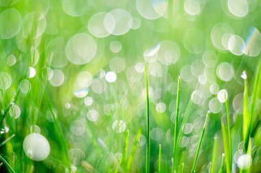 Sabah çiğ taneleriyle kaplanmış canlı yeşil çimenlerin yakın çekimi, güzel bokeh ışık efektleriyle, taze ve rüya gibi bir atmosfer yaratıyor..