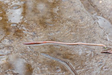Zeminde toprak ve enkaz üzerinde hareket eden solucan. Toprakta yaşayan bu yaratığın doğal çevresini ve biyolojisini dokulu bir dış arkaplan karşısında gösteren yakın plan görüntüsü.
