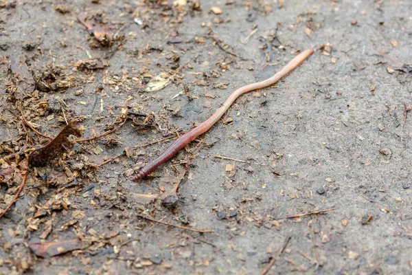 Zeminde toprak ve enkaz üzerinde hareket eden solucan. Toprakta yaşayan bu yaratığın doğal çevresini ve biyolojisini dokulu bir dış arkaplan karşısında gösteren yakın plan görüntüsü.