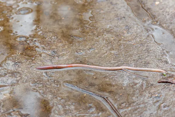 Zeminde toprak ve enkaz üzerinde hareket eden solucan. Toprakta yaşayan bu yaratığın doğal çevresini ve biyolojisini dokulu bir dış arkaplan karşısında gösteren yakın plan görüntüsü.
