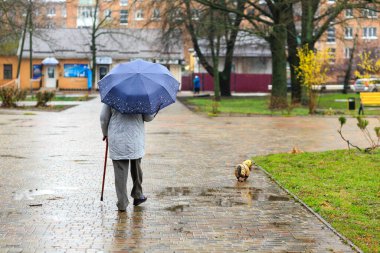 Şemsiye ve baston kullanan yaşlı bir birey, yağmurlu bir günde yağmurlu bir ortamda dayanıklılık ve arkadaşlık tasvir eden küçük bir köpekle ıslak bir parkta geziniyor.