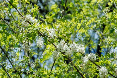 Akasya ağacı, canlı yeşil yapraklara karşı narin beyaz çiçek kümeleri sergiliyor. Görüntü, baharın özünü ve doğanın yenilenmesinin güzelliğini yakalıyor.