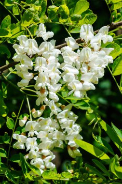 Akasya ağacı, canlı yeşil yapraklara karşı narin beyaz çiçek kümeleri sergiliyor. Görüntü, baharın özünü ve doğanın yenilenmesinin güzelliğini yakalıyor.