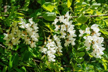 Akasya ağacı, canlı yeşil yapraklara karşı narin beyaz çiçek kümeleri sergiliyor. Görüntü, baharın özünü ve doğanın yenilenmesinin güzelliğini yakalıyor.